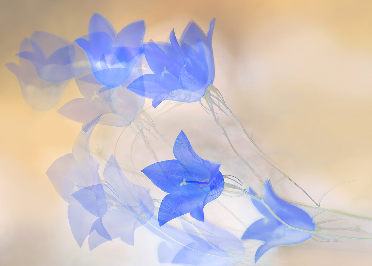 Soft bluebells. Poster och Canvastavla