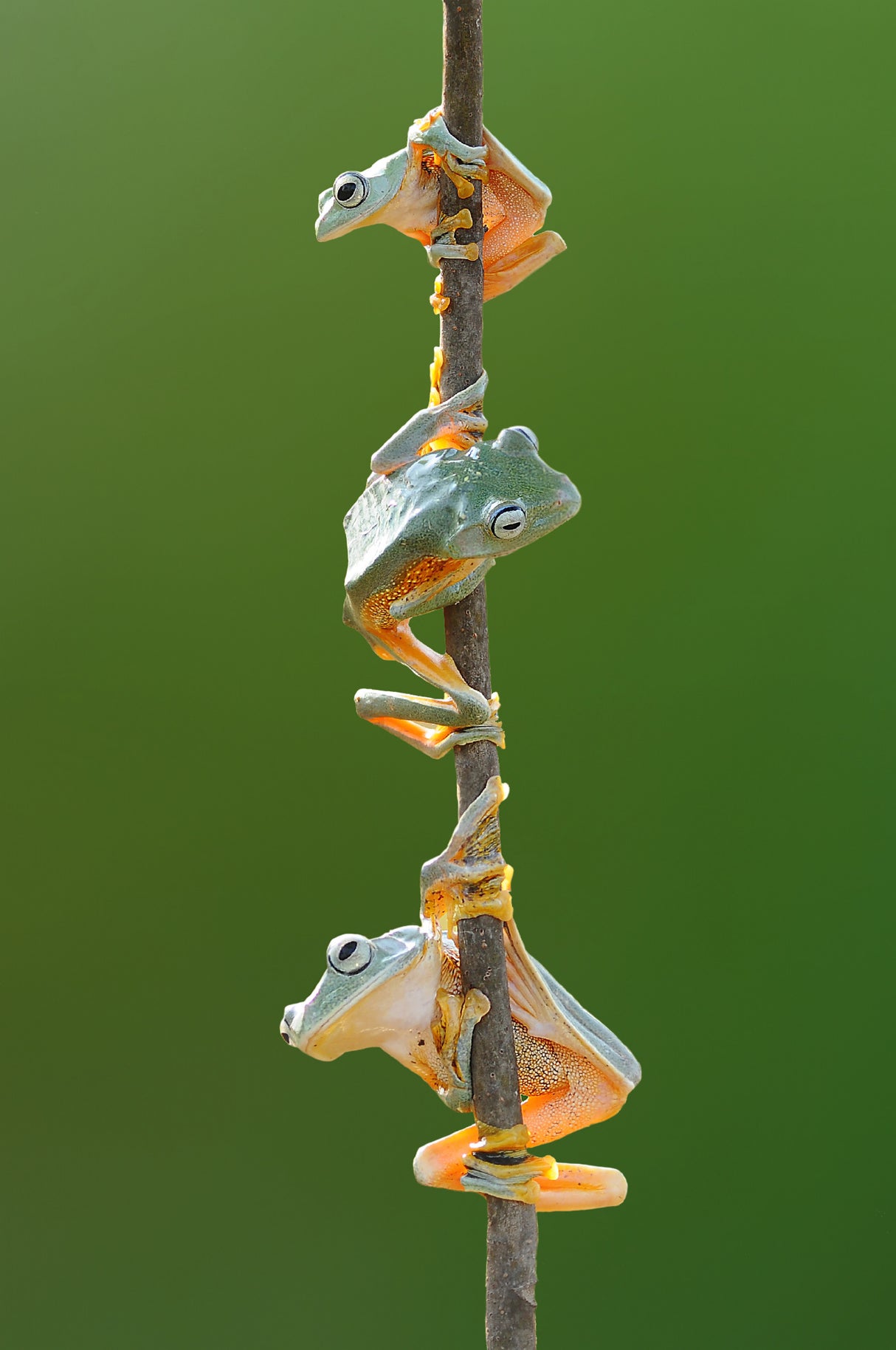 Three Flying Frog Poster och Canvastavla