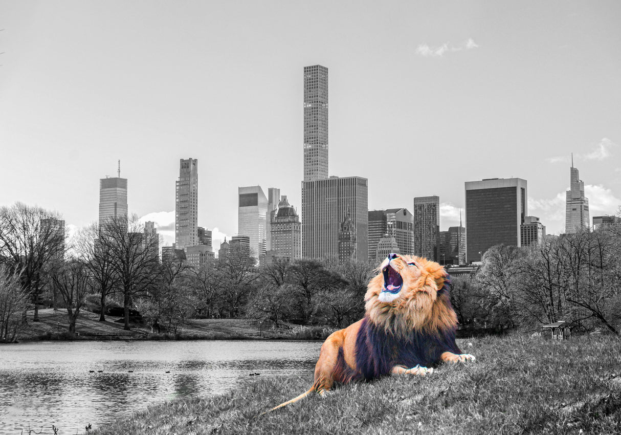 New York Roar Poster och Canvastavla