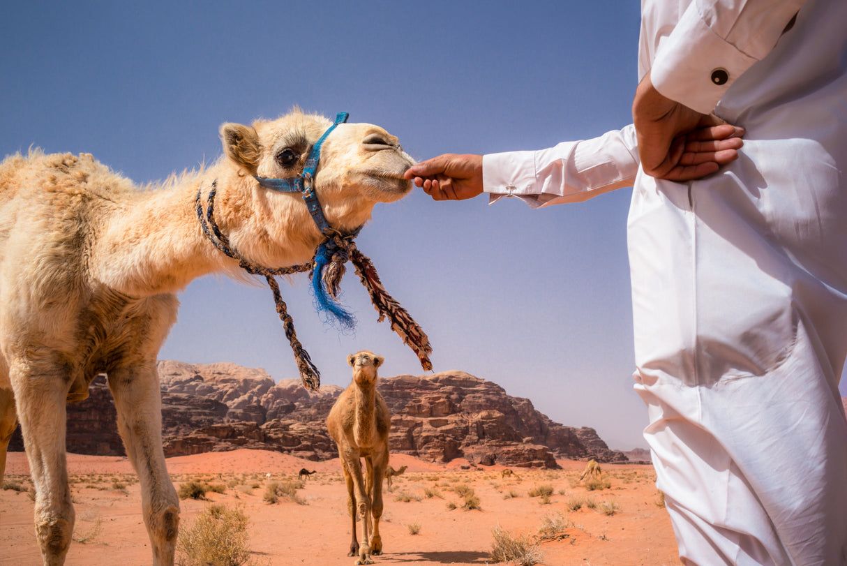 The Bedouin & his camels Poster och Canvastavla