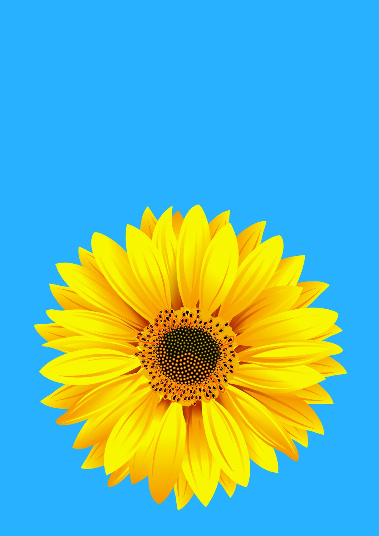 Sunflower On Blue (h) Poster och Canvastavla