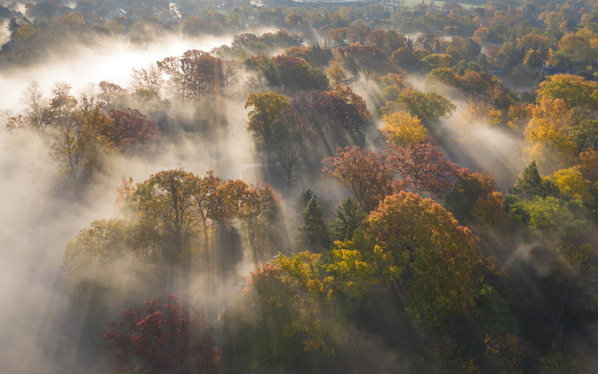 Colour of Autumn Poster och Canvastavla