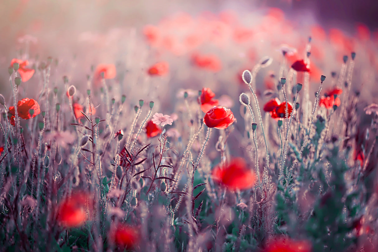 Poppy Meadow Poster och Canvastavla