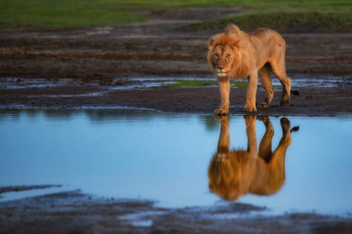 Reflective King Poster och Canvastavla
