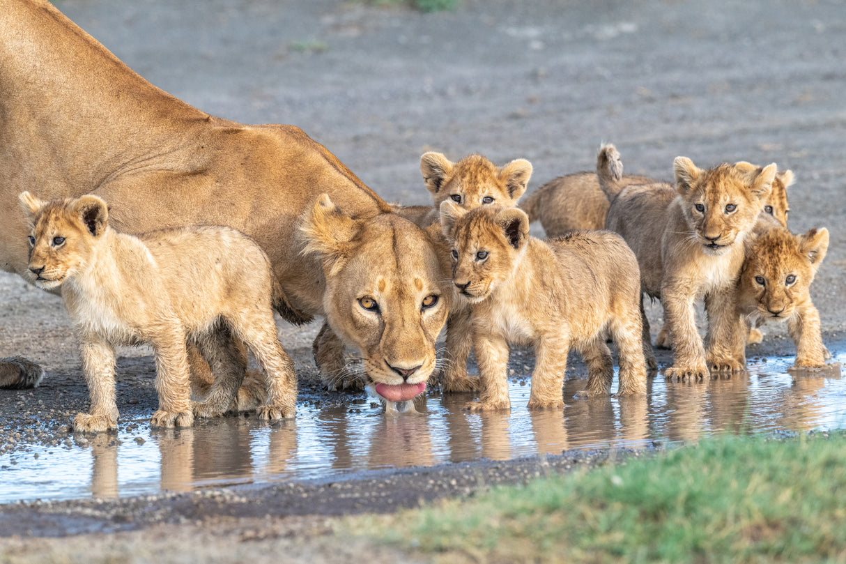 At the watering hole. Poster och Canvastavla