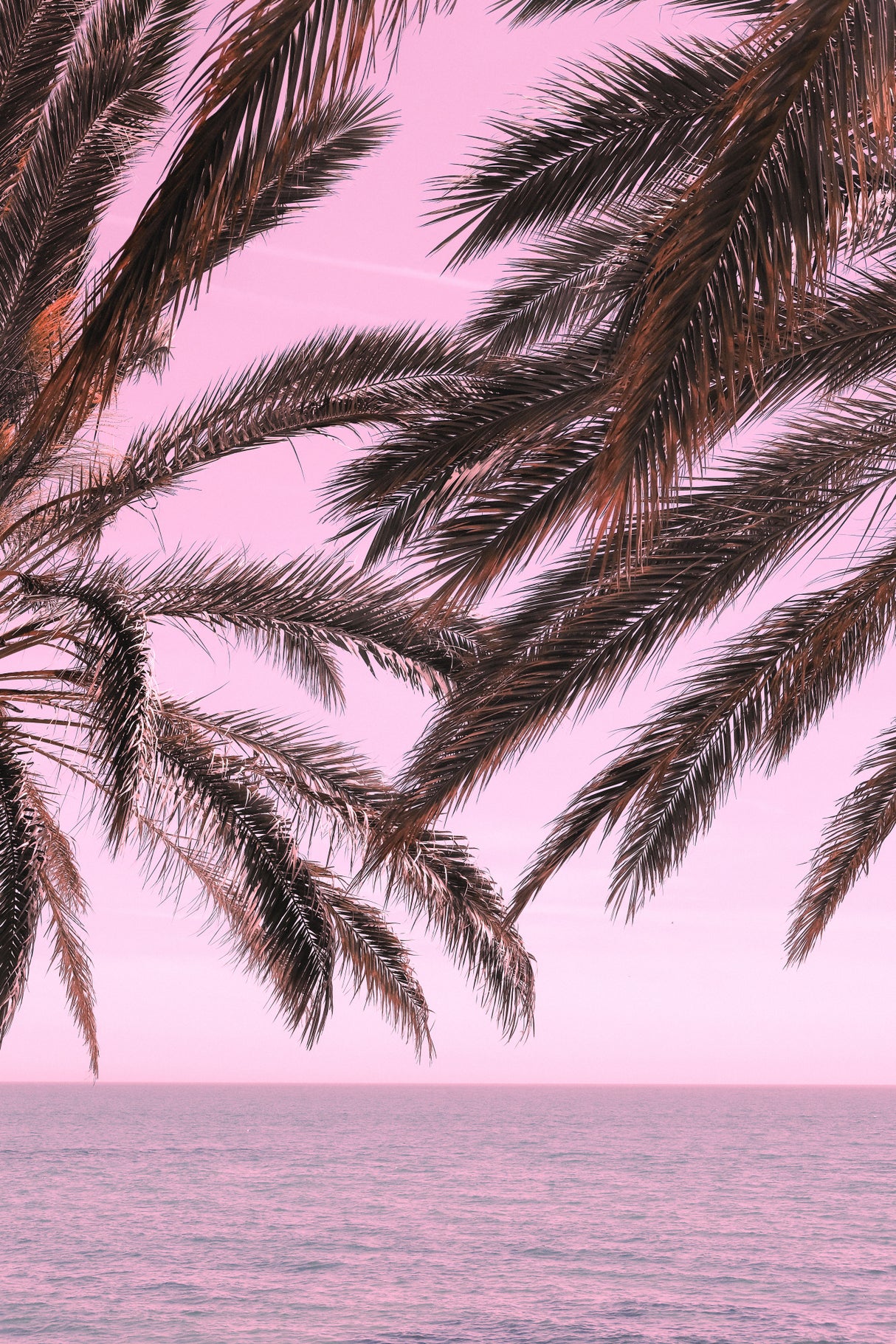 Palm Pink_001 Poster och Canvastavla