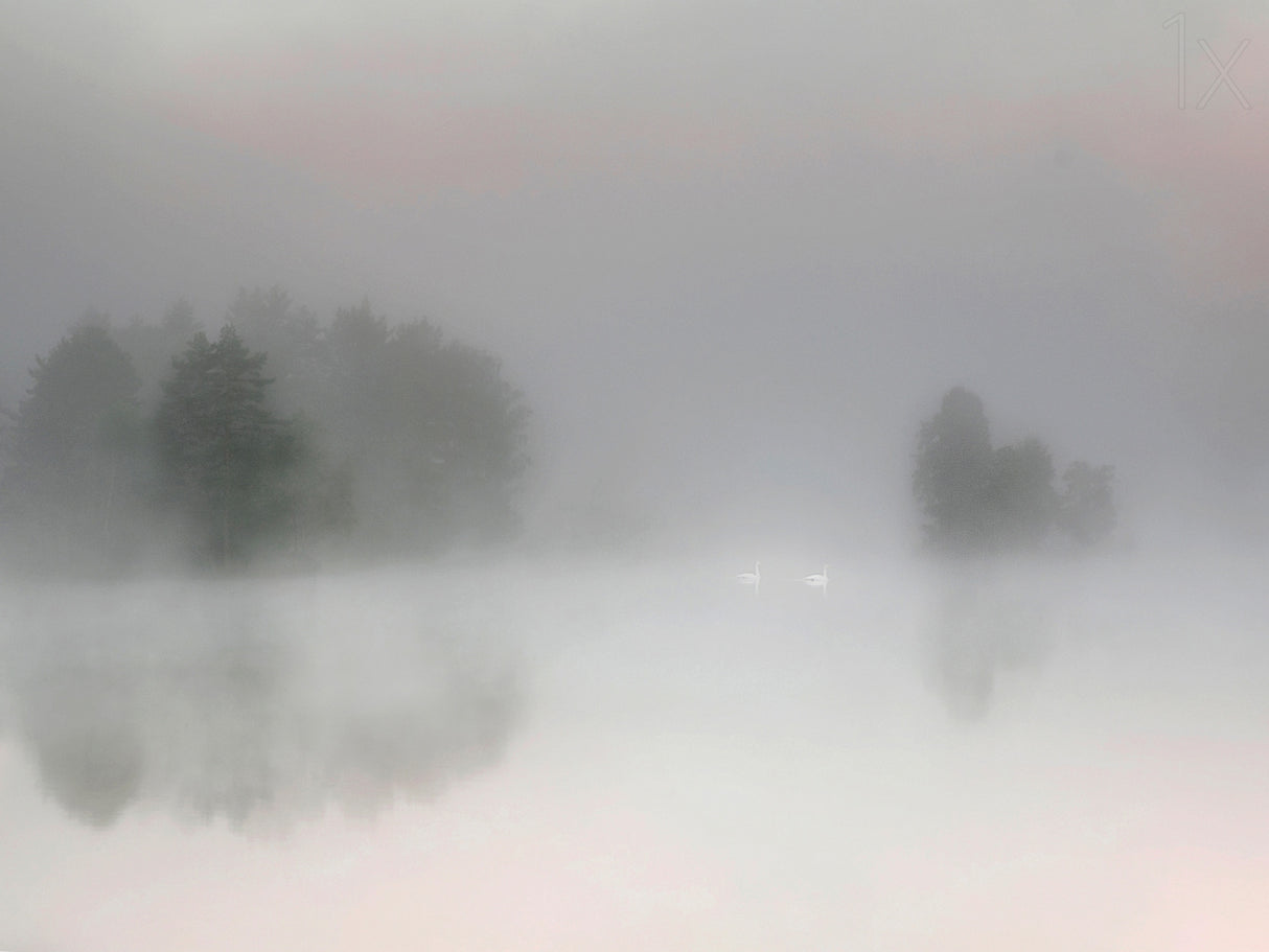 Misty morning Poster och Canvastavla