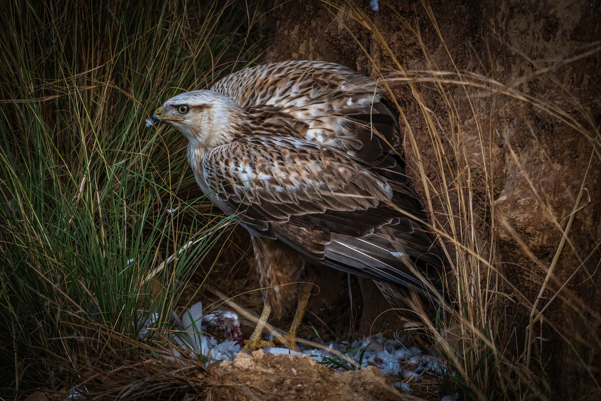 Long-legged buzzard and his prey Poster och Canvastavla