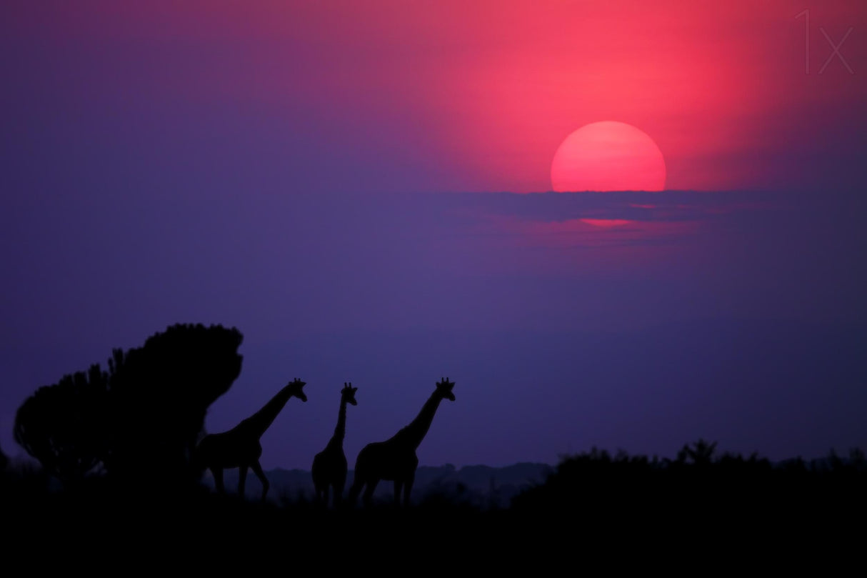 Sunrise in Uganda Poster och Canvastavla