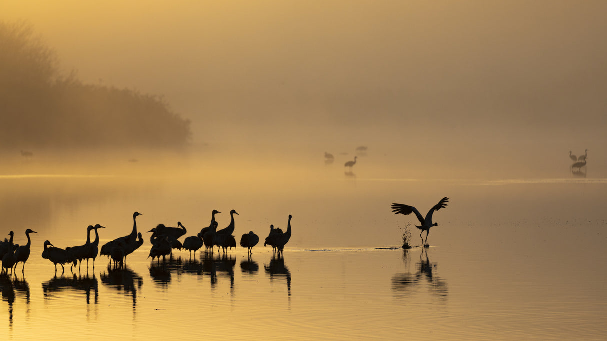 Gold Morning Poster och Canvastavla