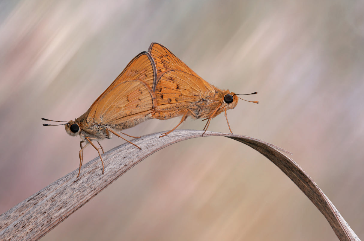 Mating Poster och Canvastavla
