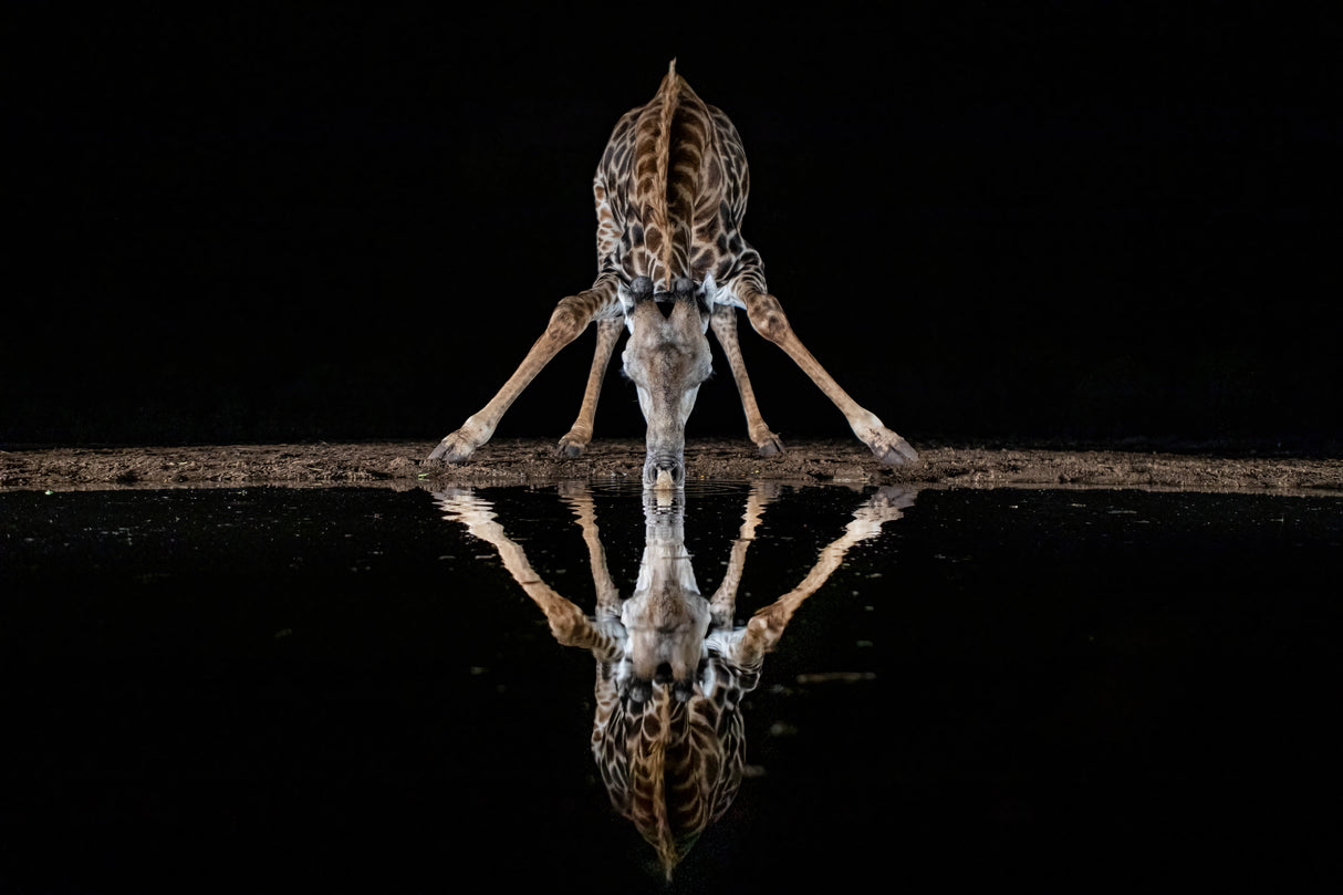 Spider Giraffe Poster och Canvastavla