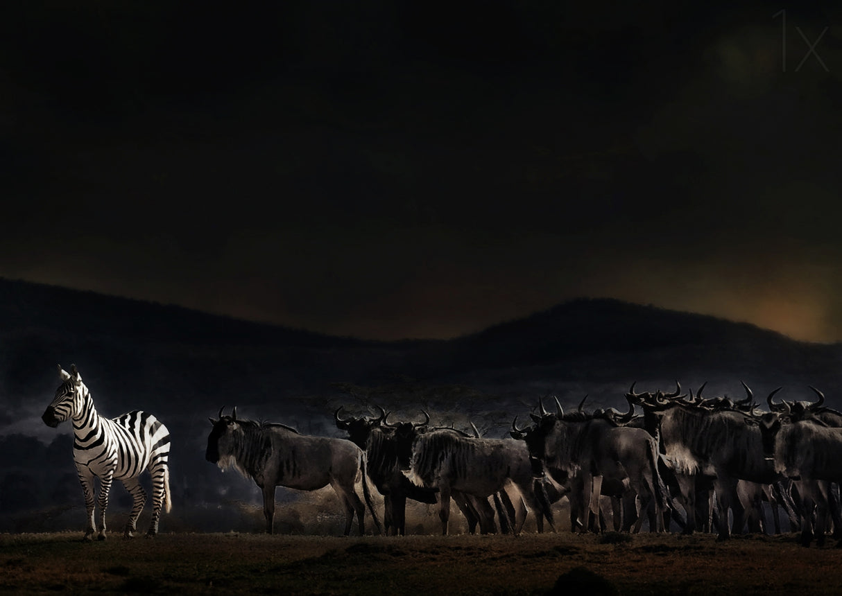 an evening in Kenya Poster och Canvastavla