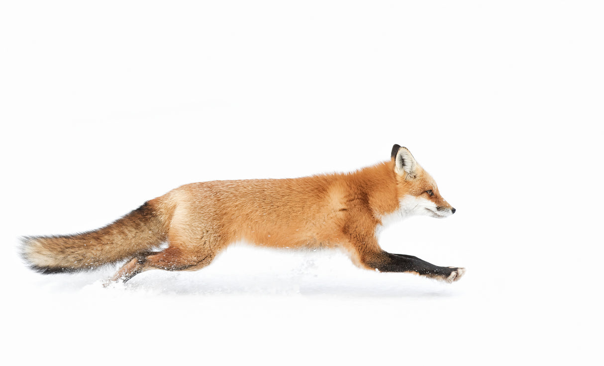 Red Fox on the run - Algonquin Park Poster och Canvastavla