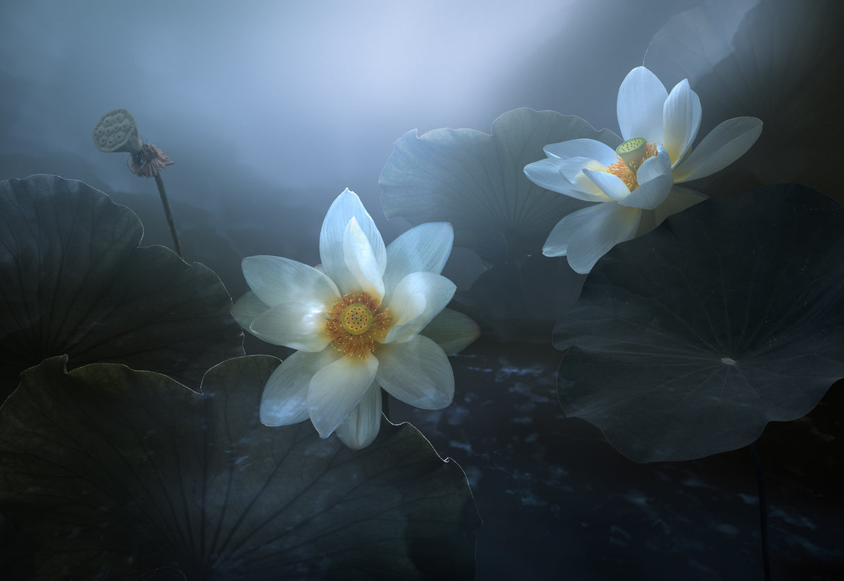 Lotus Poster och Canvastavla