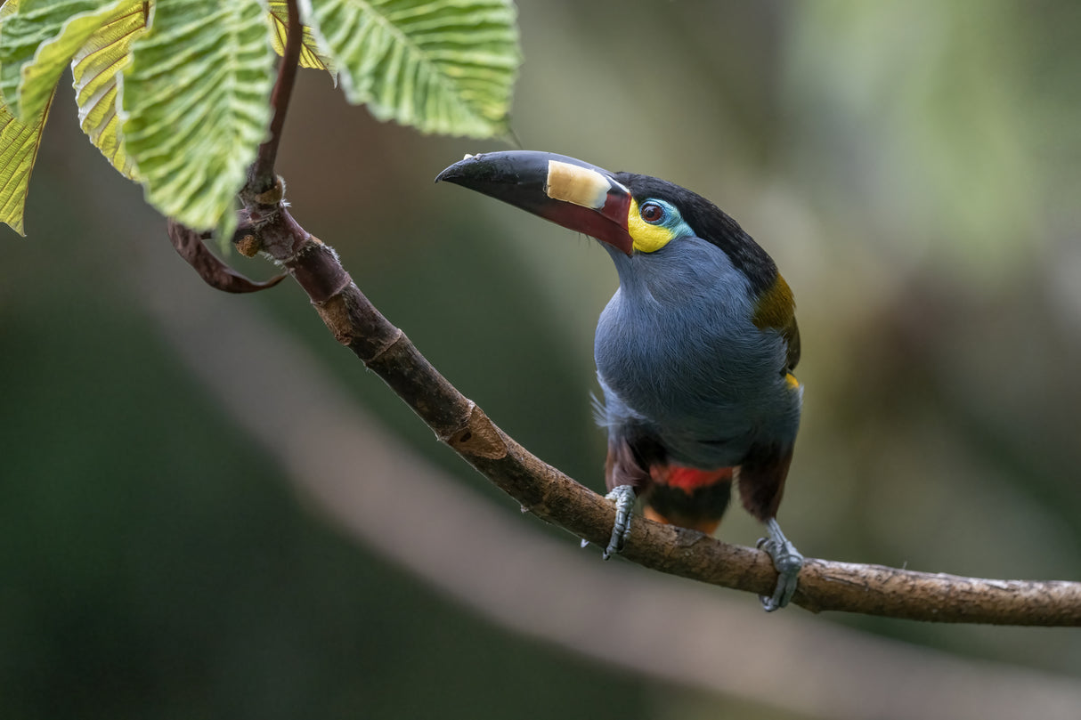 Plate_Billed Mountain Toucanet Poster och Canvastavla