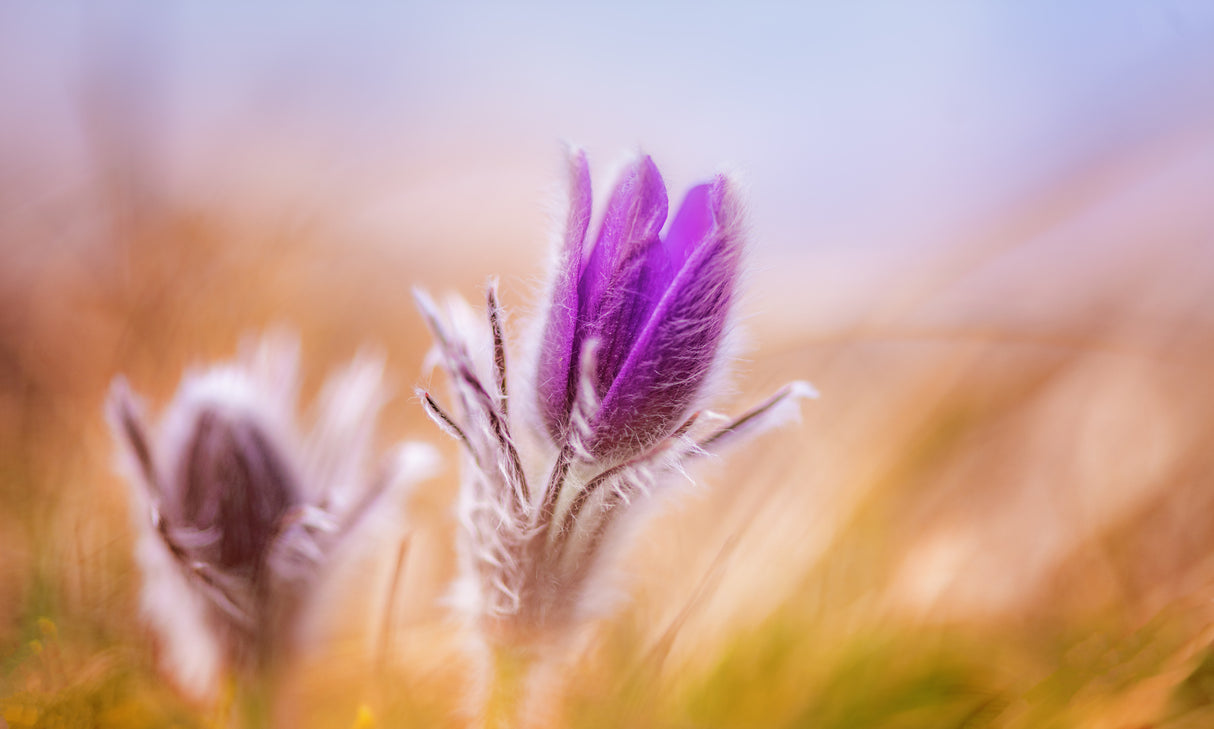 Pasque Flowers in the wind Poster och Canvastavla