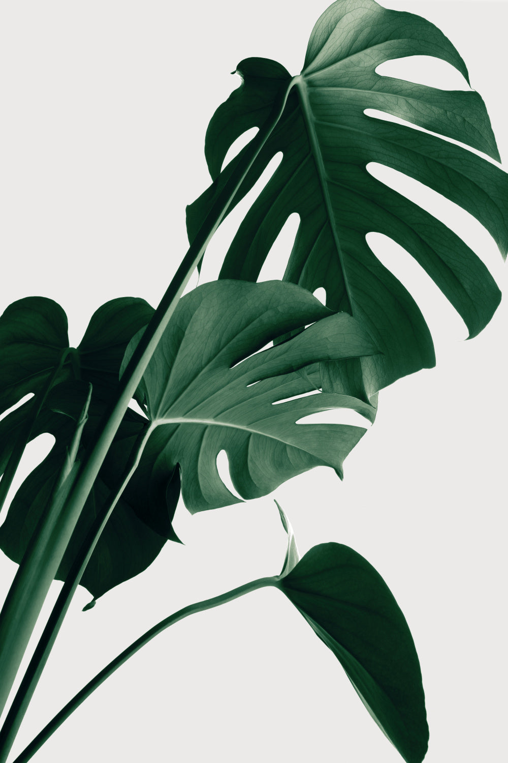 Monstera Natural 22 Poster och Canvastavla