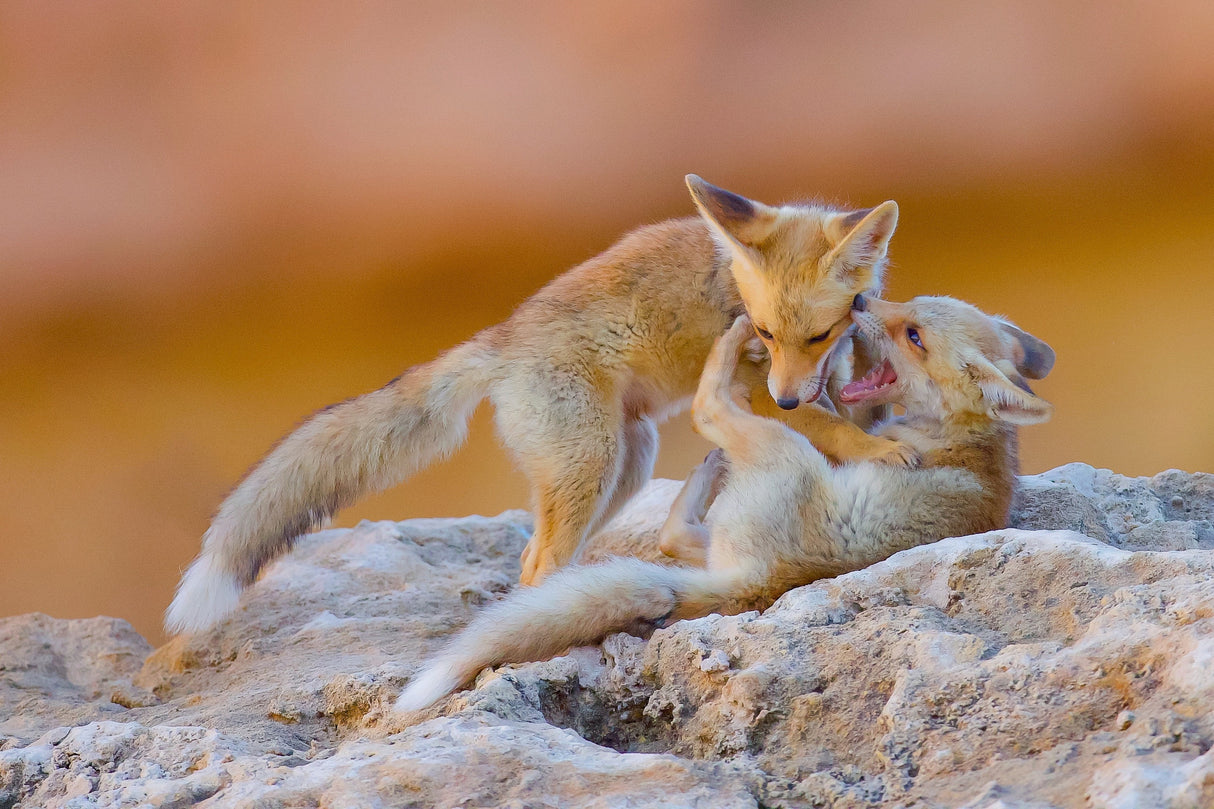 Fox family Poster och Canvastavla