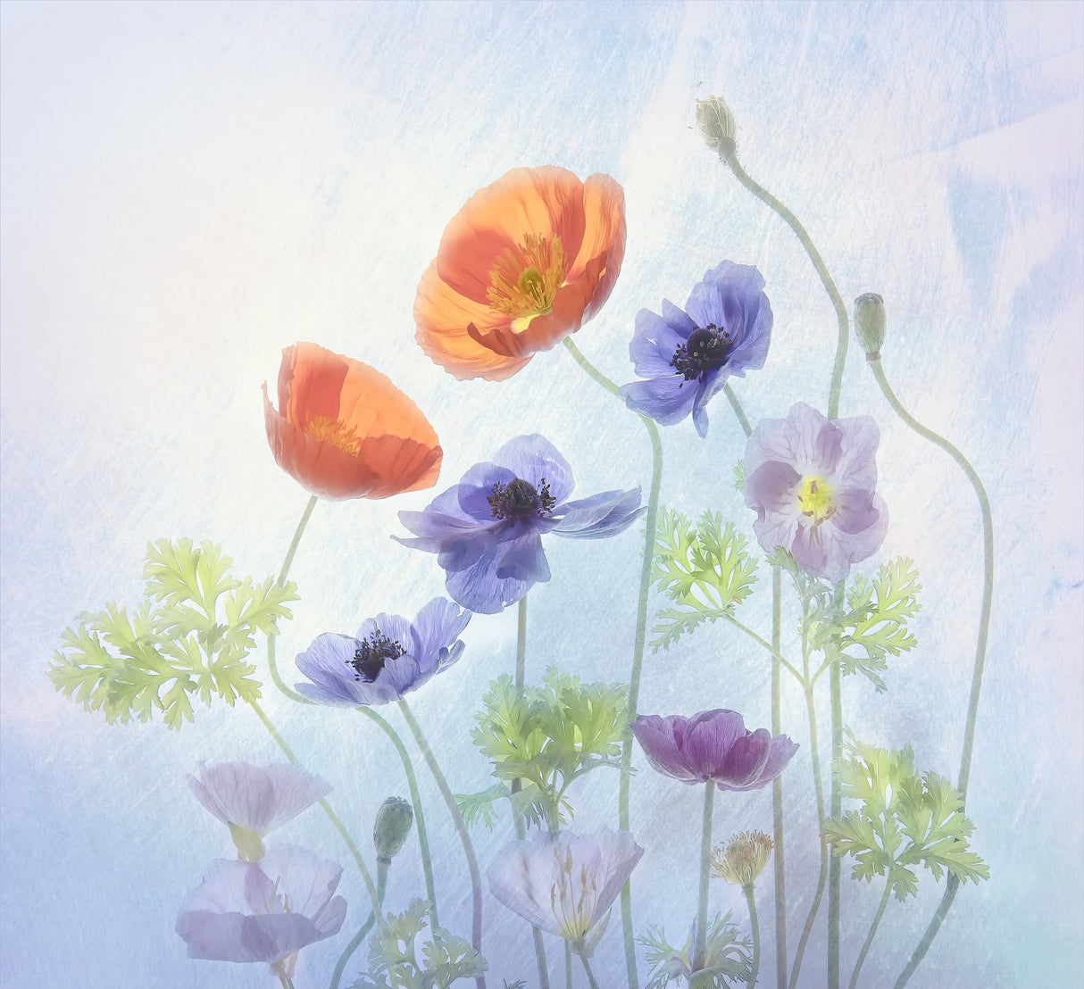 Poppy & Anemone Poster och Canvastavla