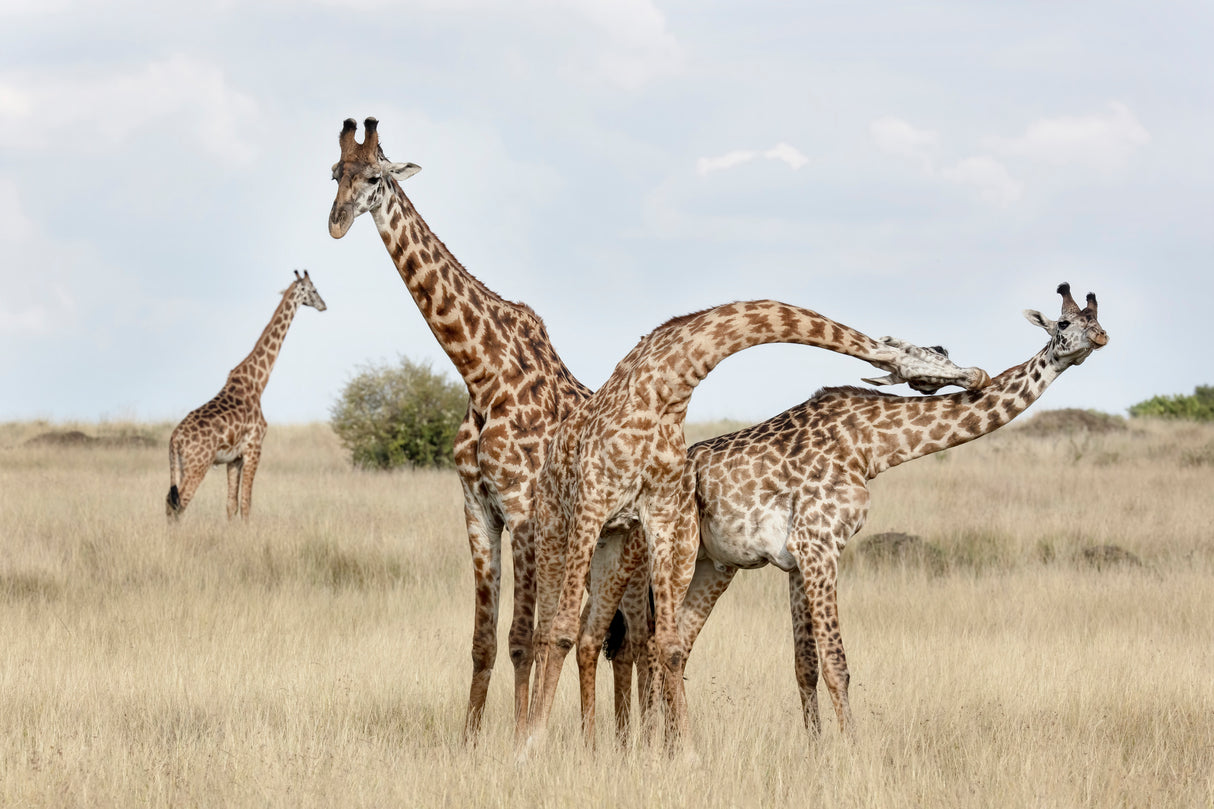 Giraffes Necking Poster och Canvastavla
