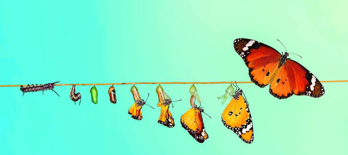 Transformation of Butterfly Poster och Canvastavla