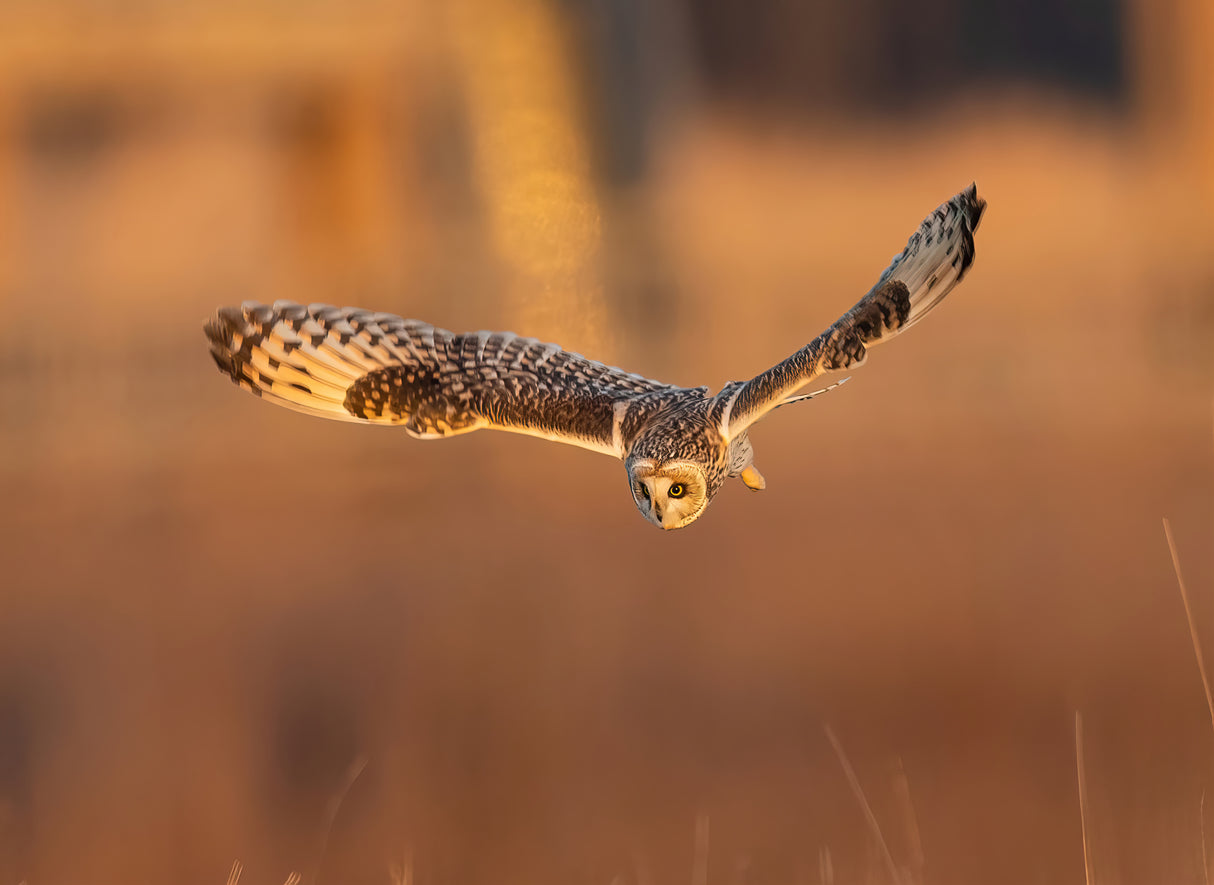 Short Eared Owl in Action at Sunset Poster och Canvastavla