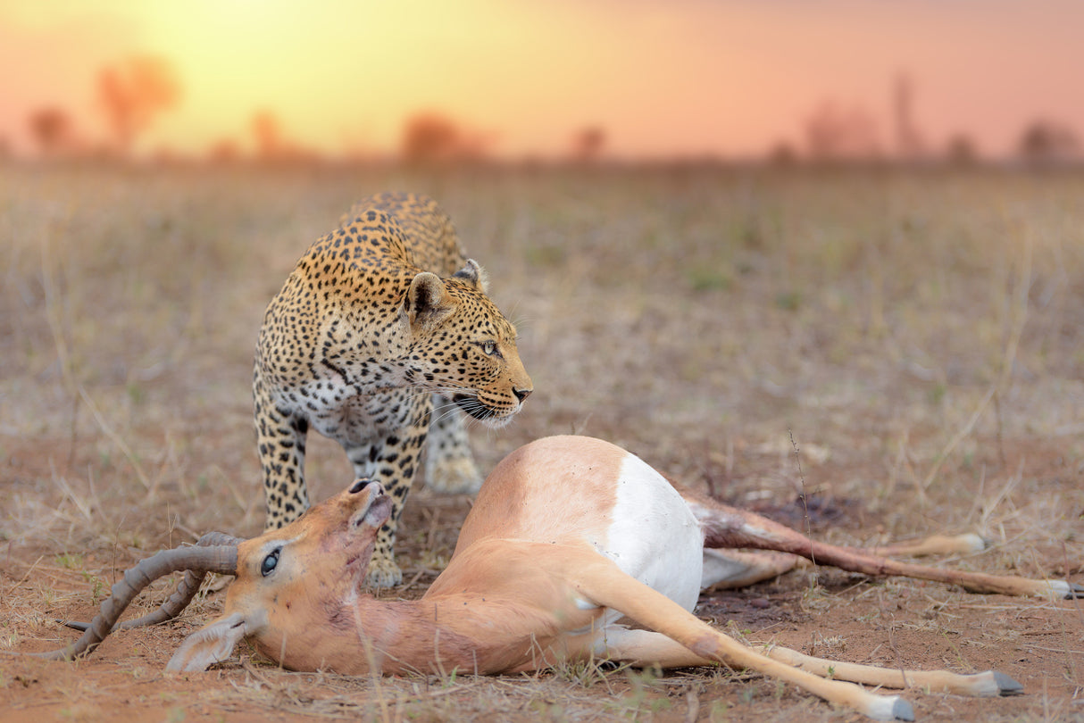Leopard with a Kill Poster och Canvastavla