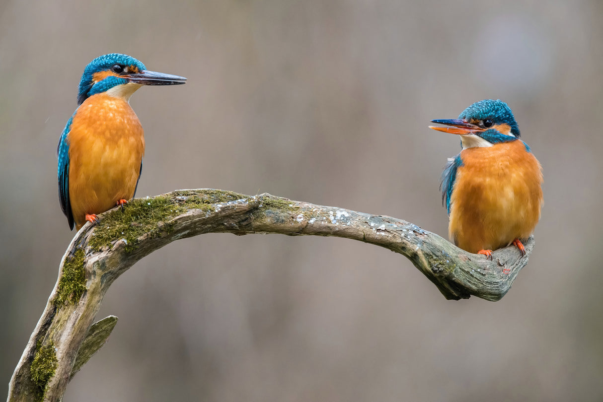 The Common Kingfisher, alcedo atthis Poster och Canvastavla