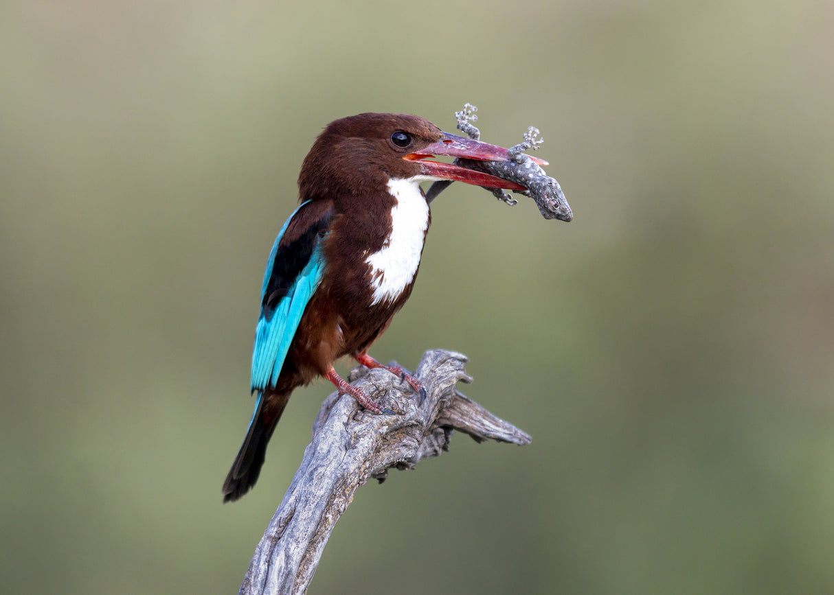 White-throated Kingfisher Poster och Canvastavla