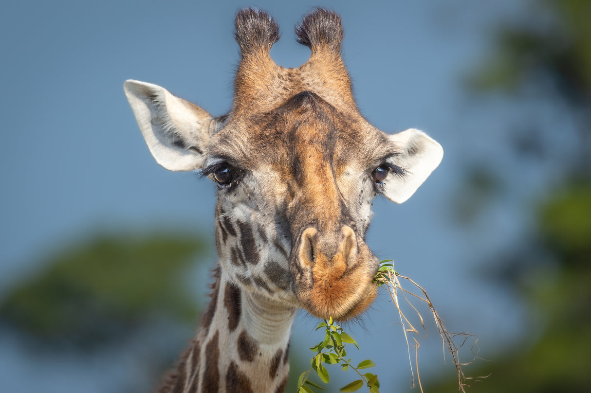 Yeah I am a giraffe - so what Poster och Canvastavla