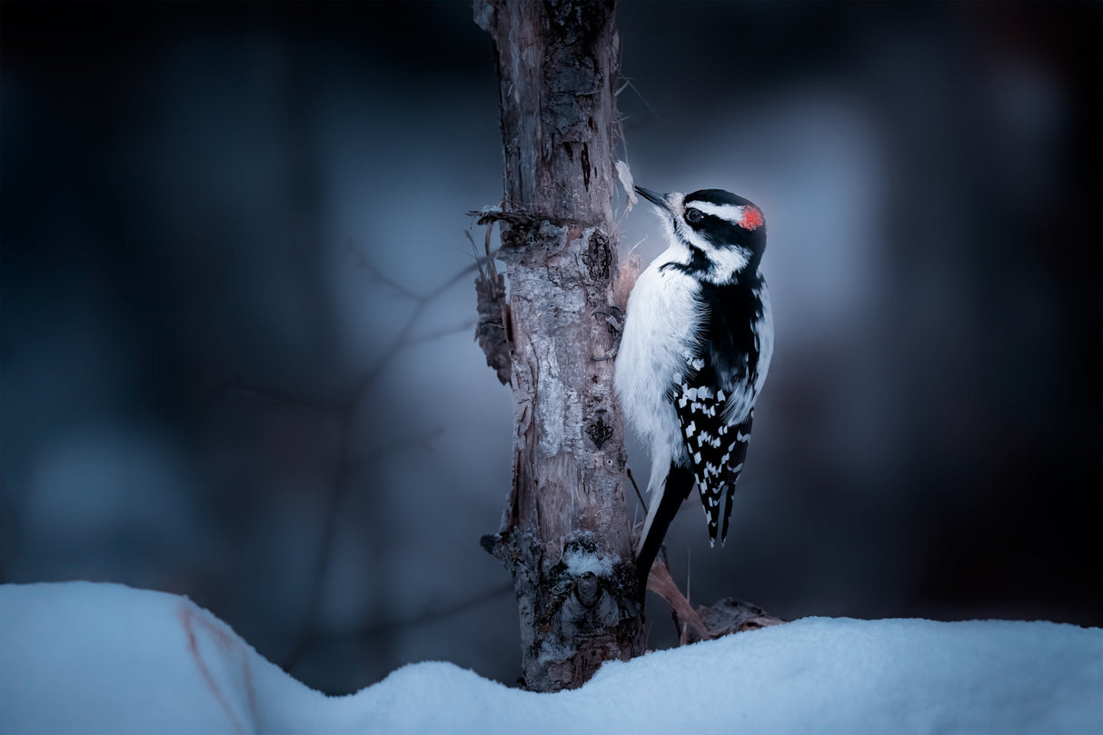 Downy Woodpecker Poster och Canvastavla