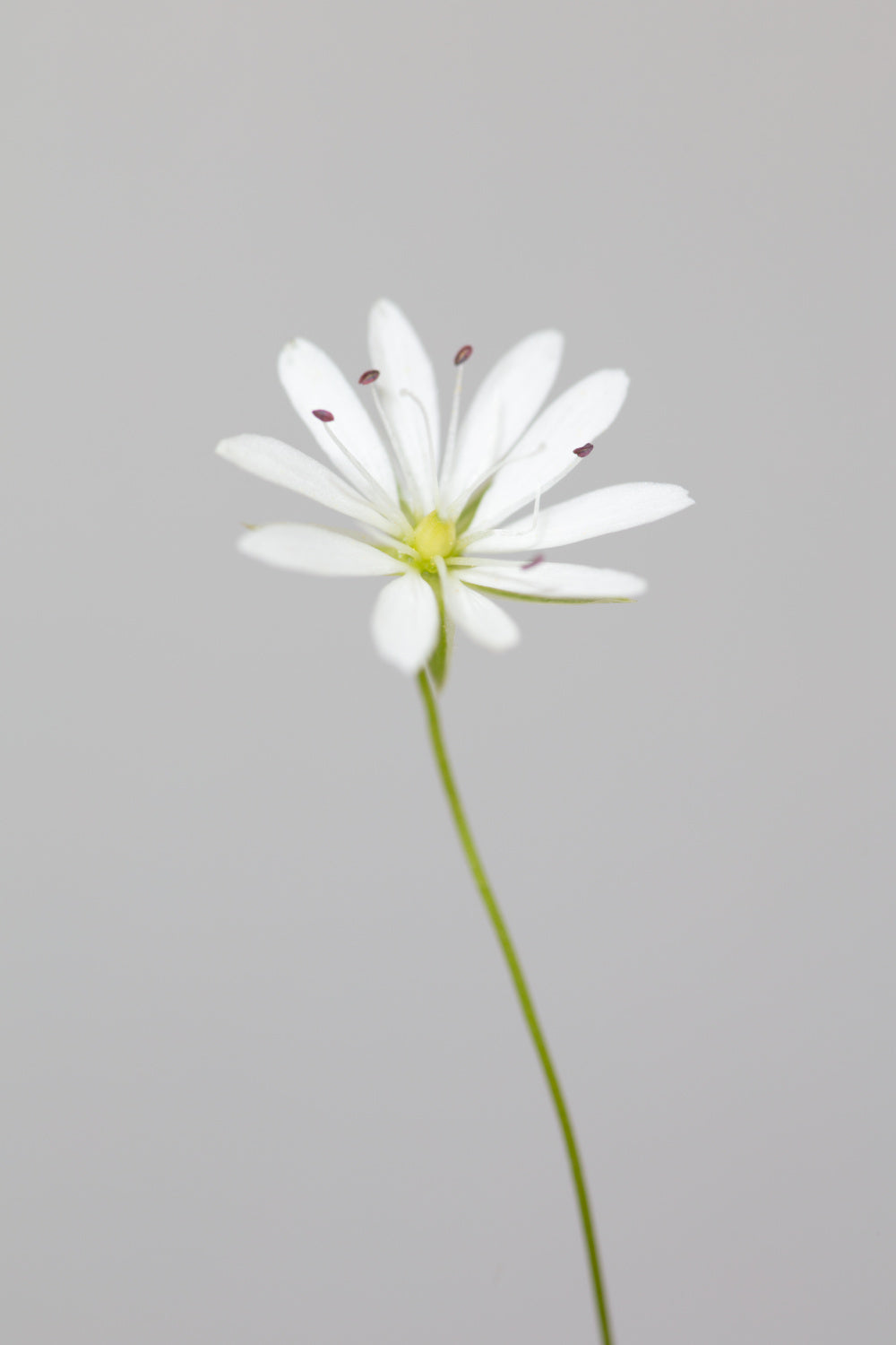 Small white flower_1 Poster och Canvastavla