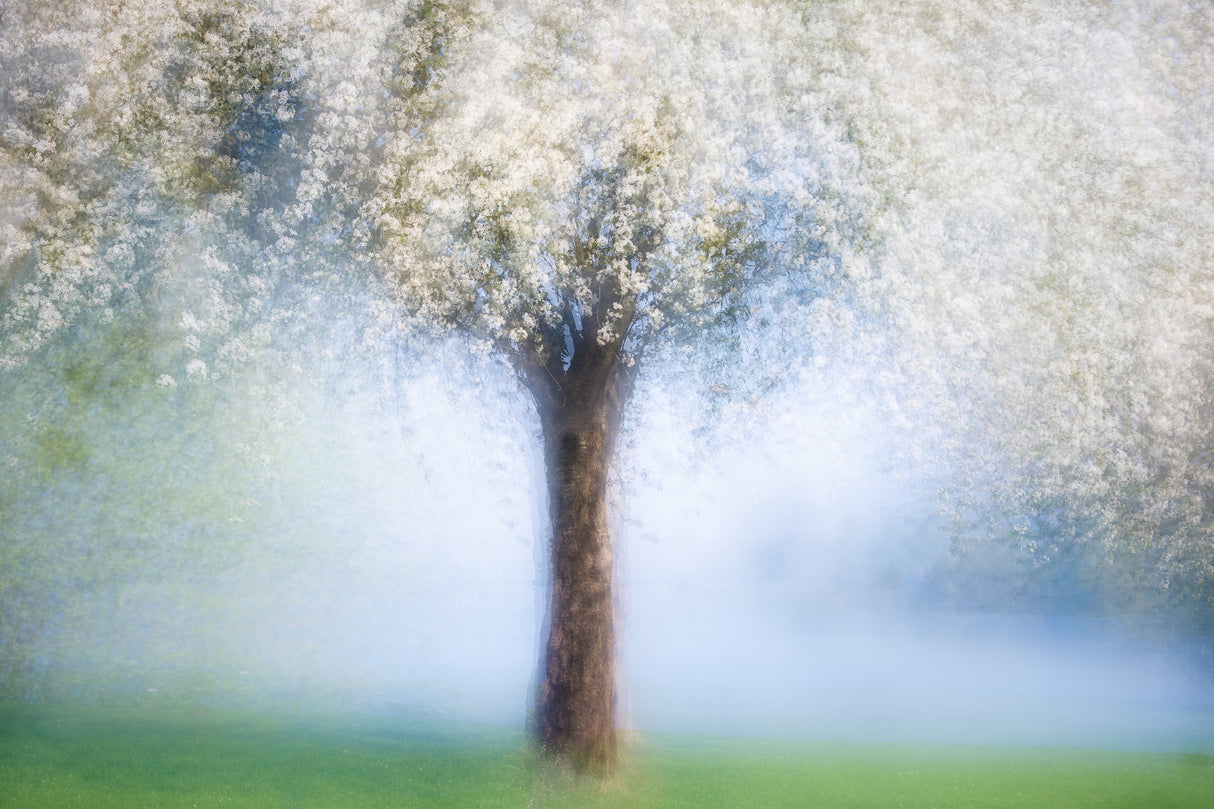 Dreamy spring Poster och Canvastavla