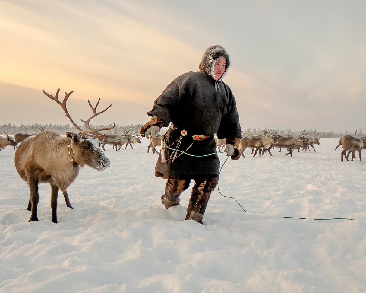 Nenet and reindeer Poster och Canvastavla