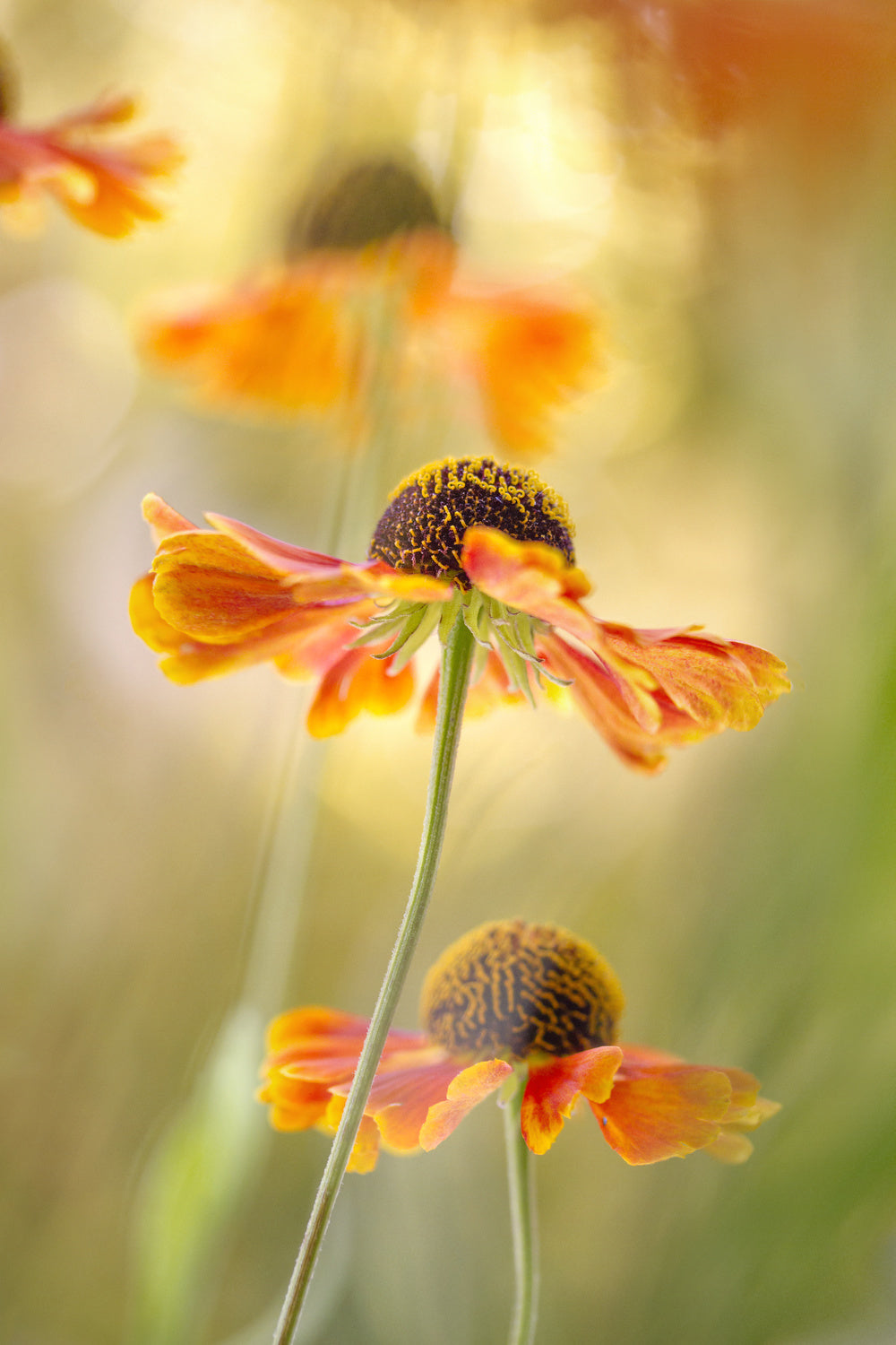 Helenium Poster och Canvastavla
