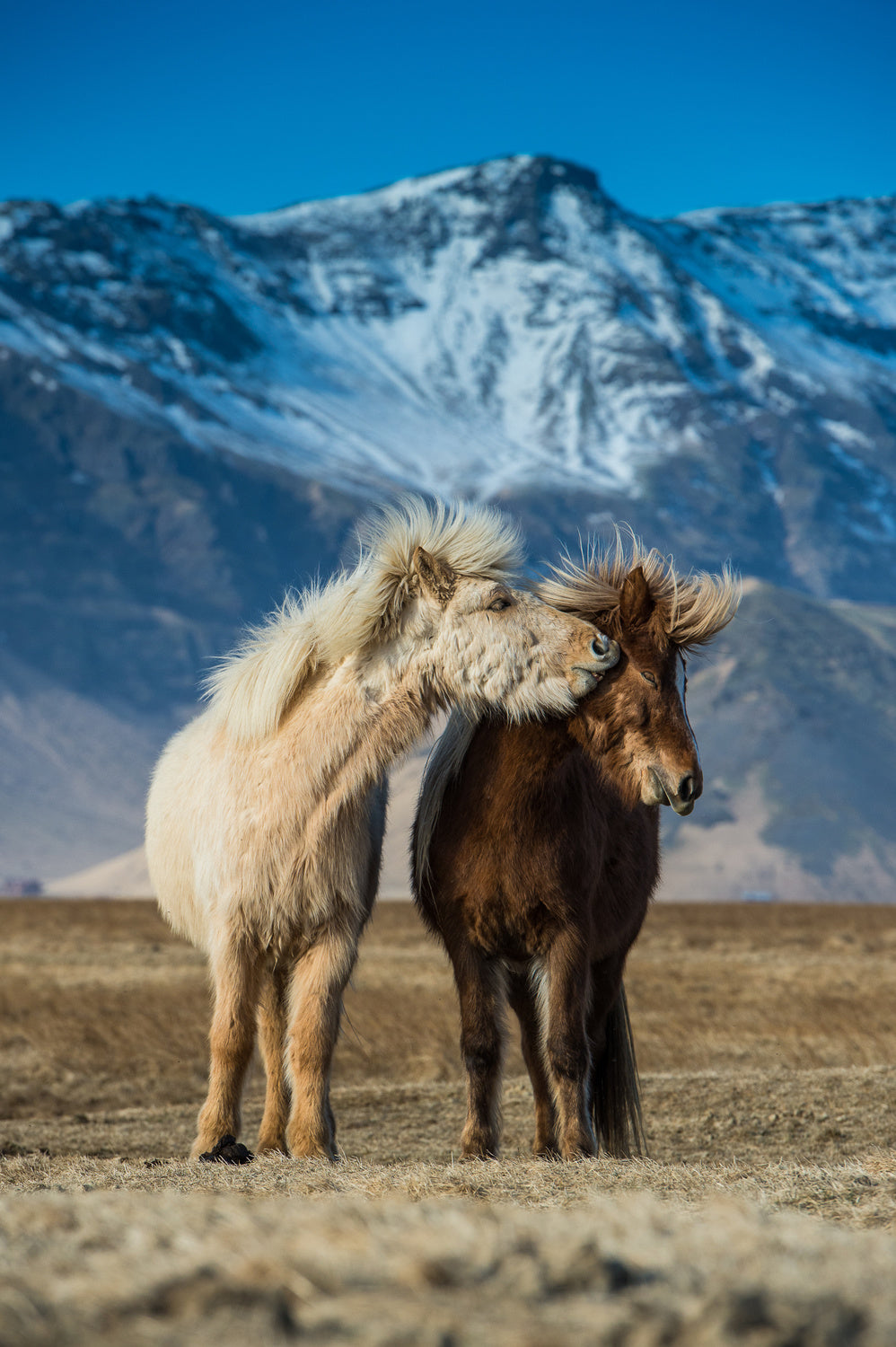 The beautiful horses during courtships Poster och Canvastavla