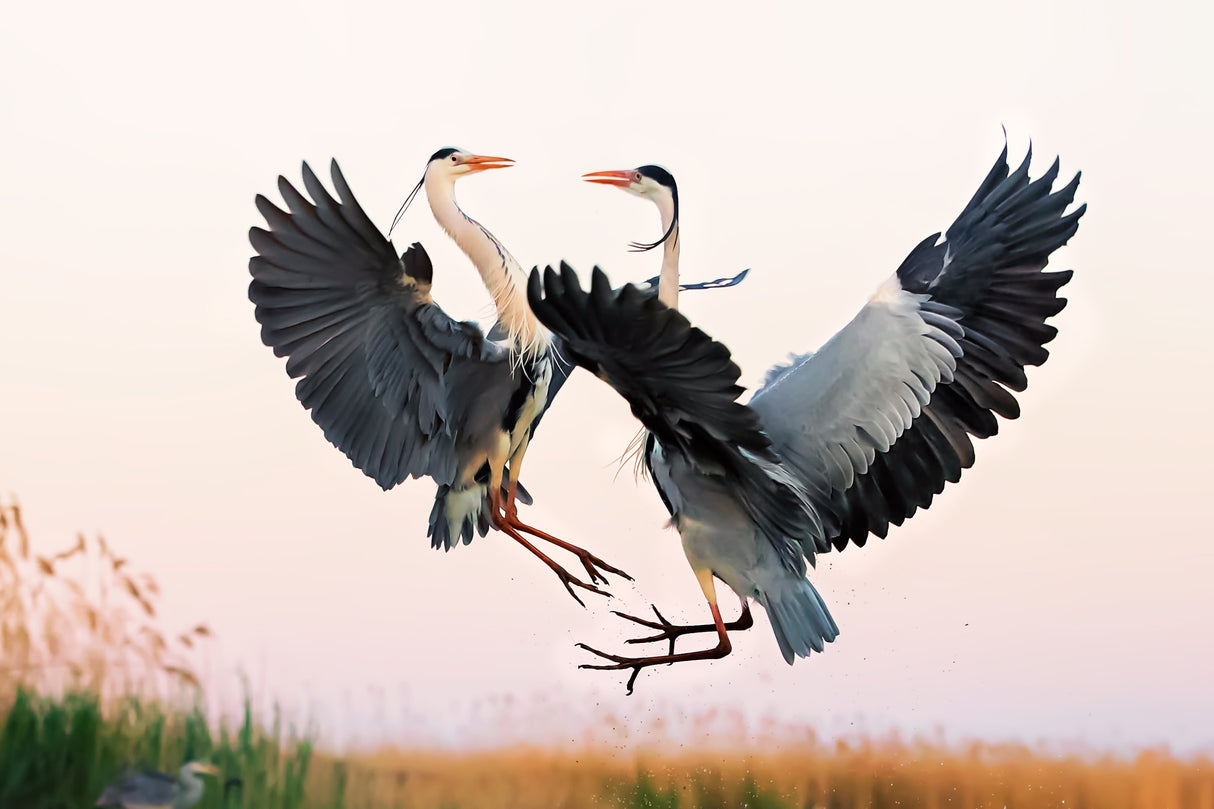 Heron Fighting Poster och Canvastavla