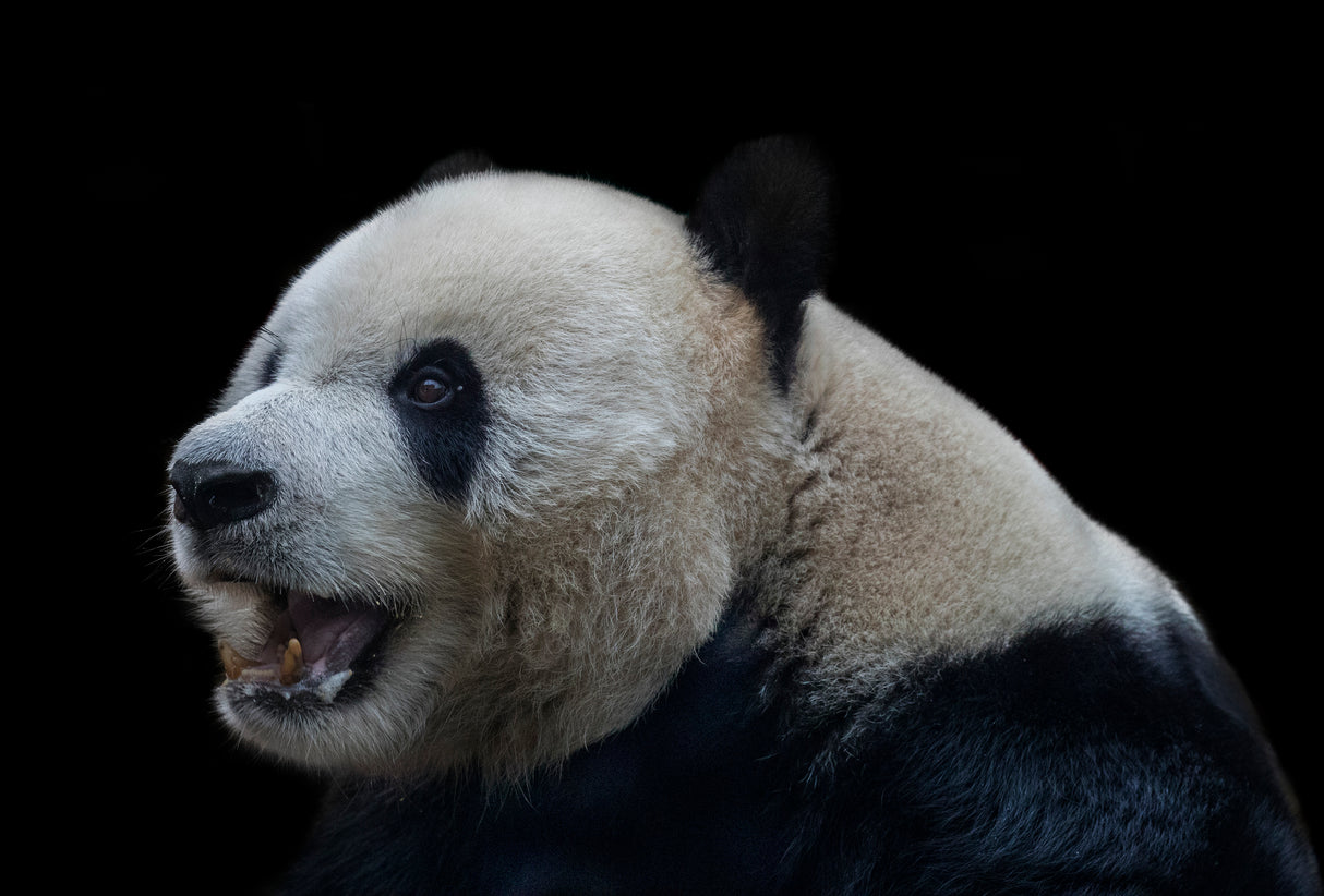 Giant Panda Poster och Canvastavla