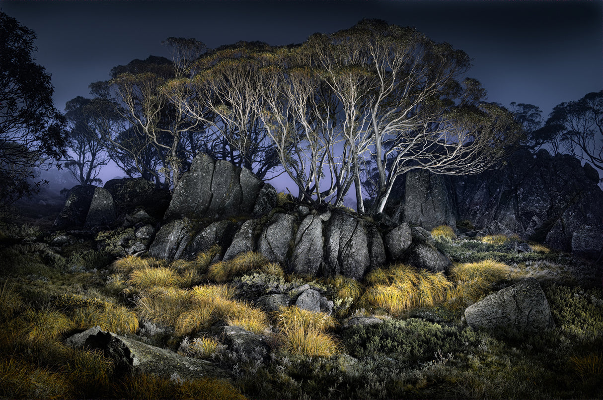 Button Grass - Charlotte's Pass Poster och Canvastavla