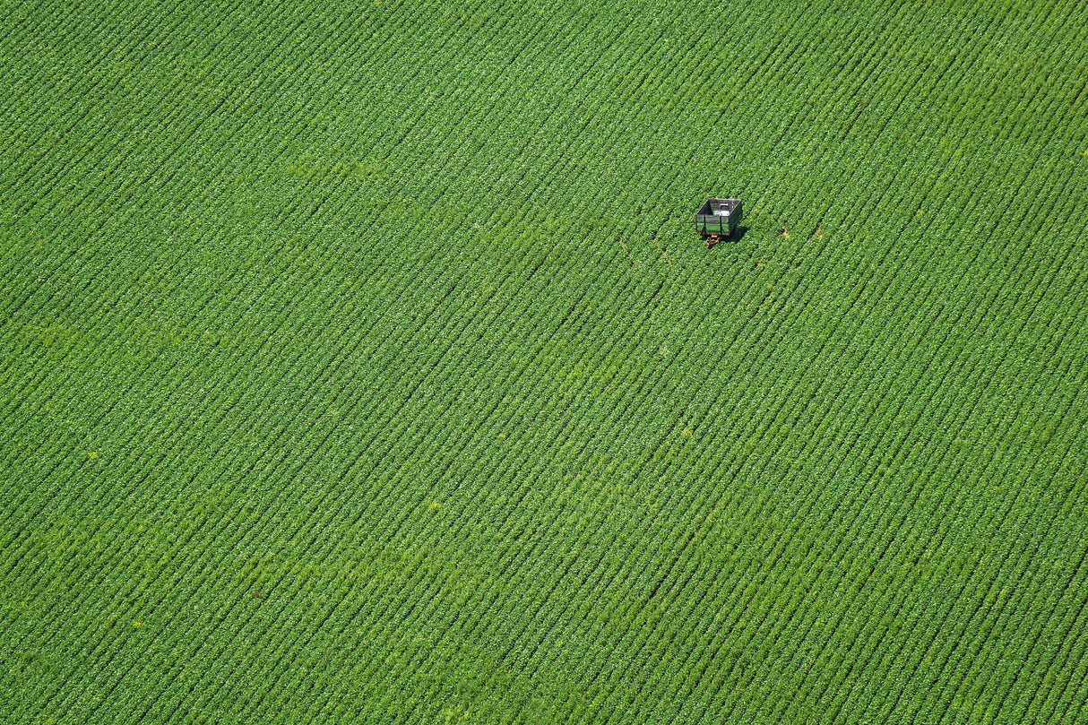 Corn field Poster och Canvastavla