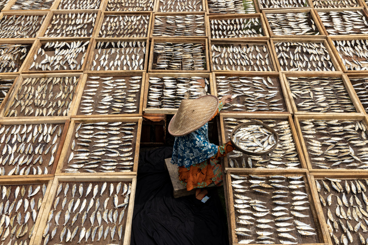 Drying Fish Poster och Canvastavla