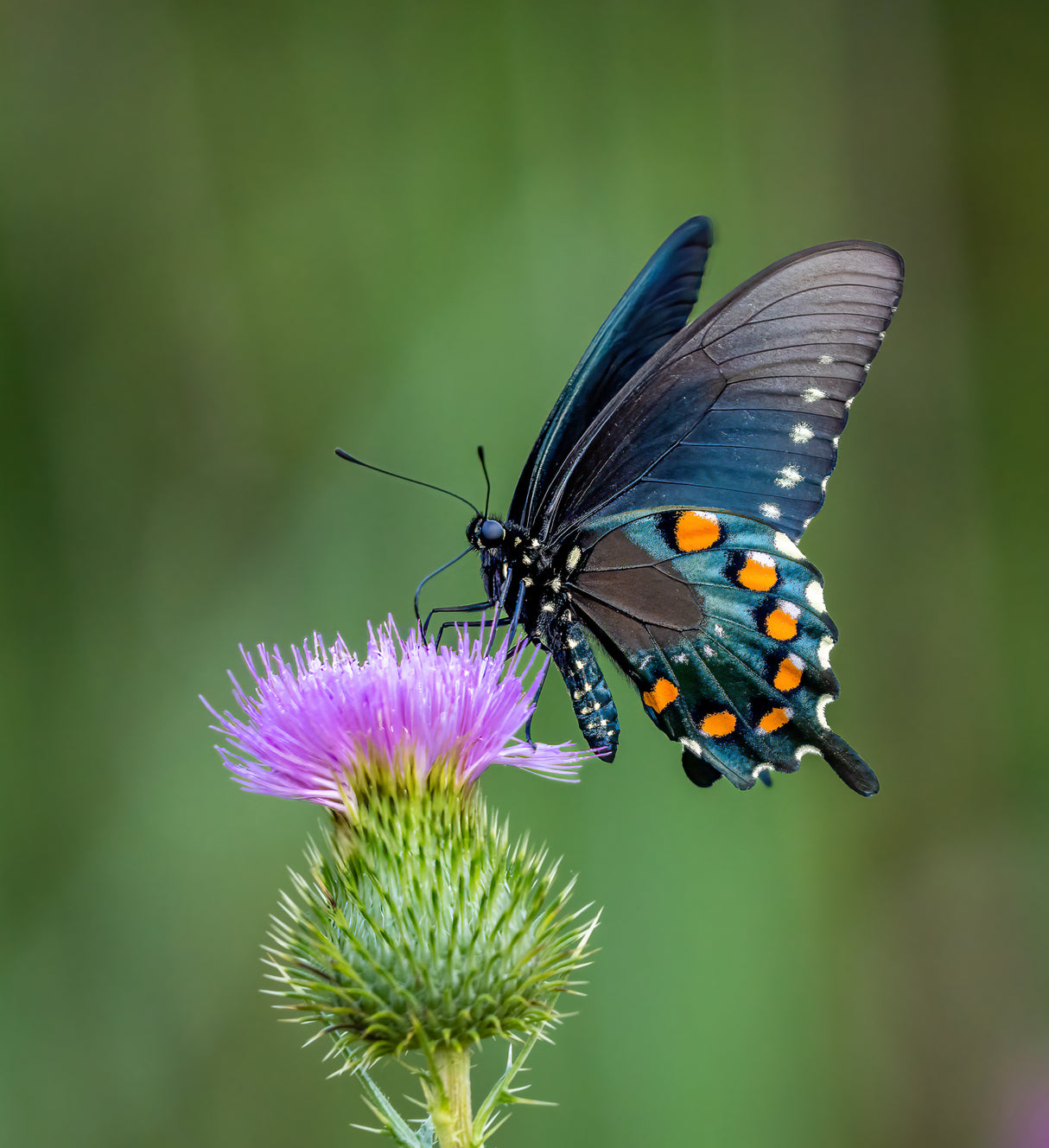 Pipevine swallowtail Poster och Canvastavla