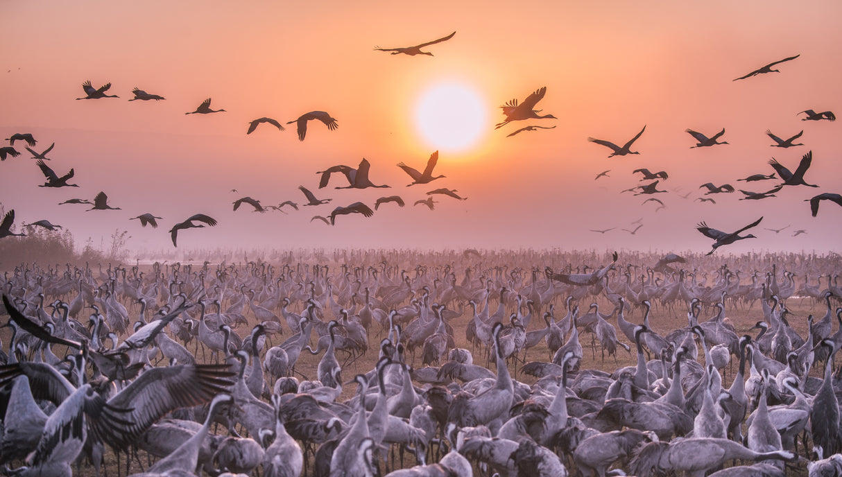 Cranes at sunrise Poster och Canvastavla