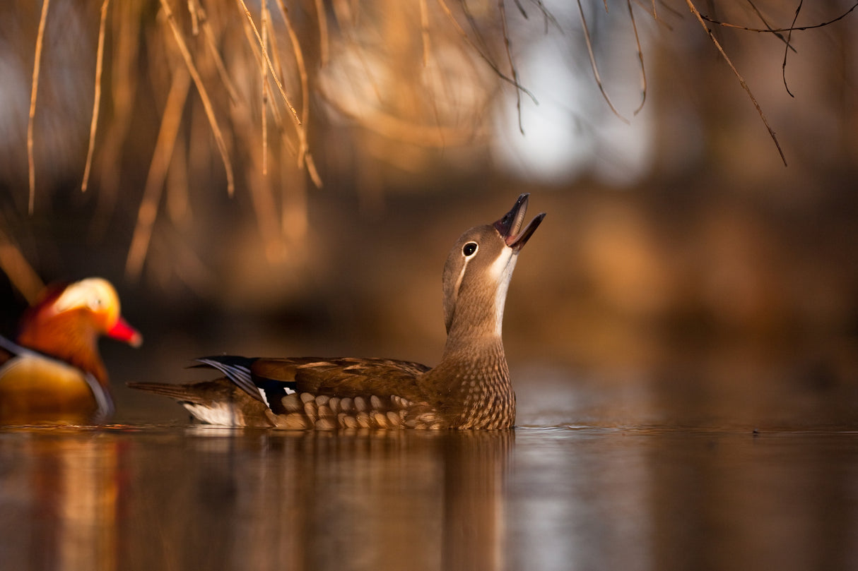 Mandarin duck Poster och Canvastavla