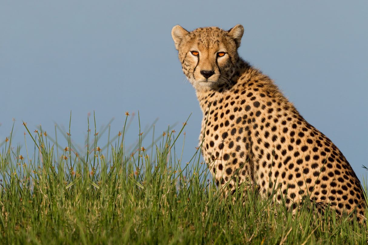 Cheetah Poster och Canvastavla