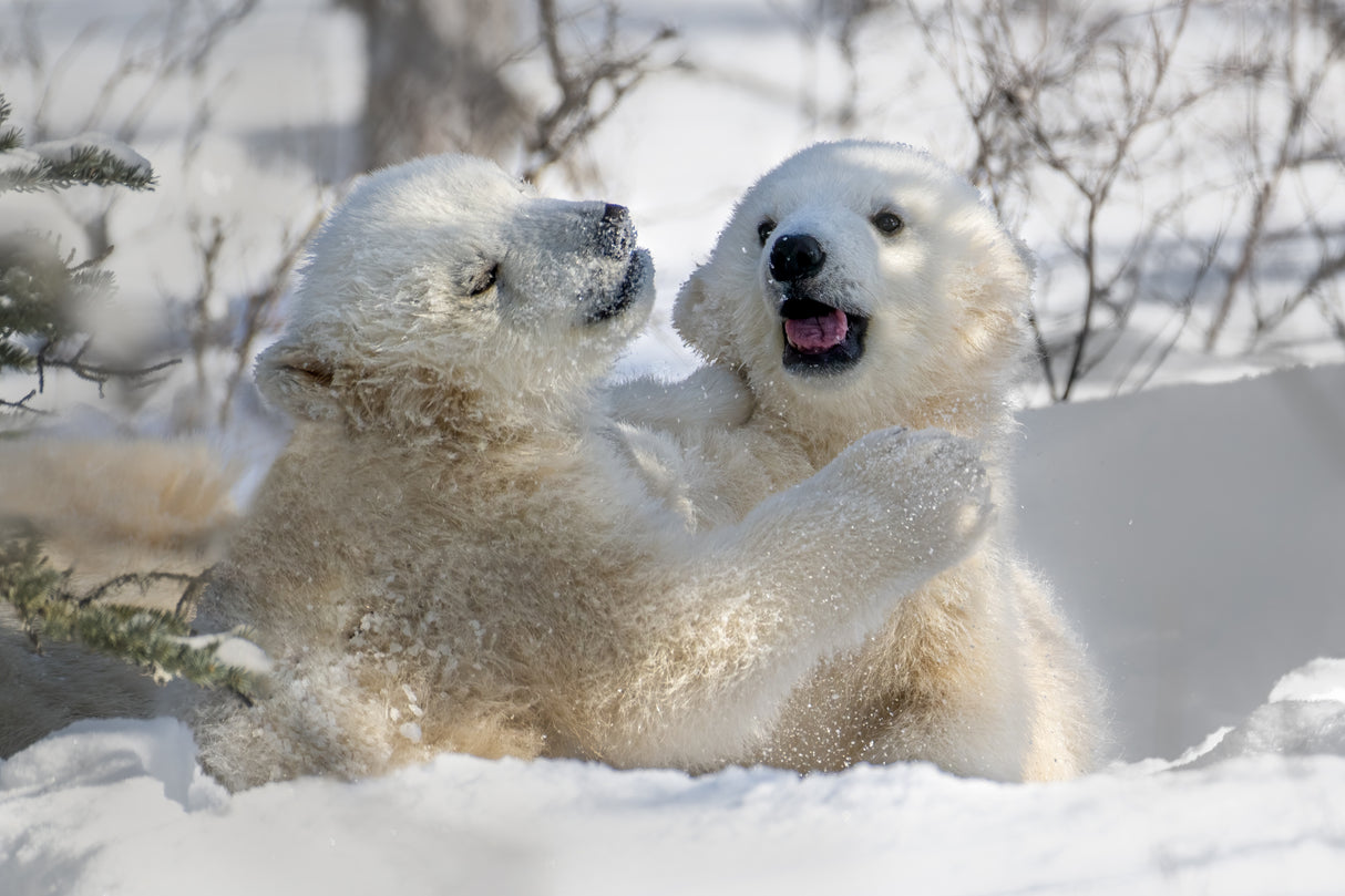 Playful Sibling Poster och Canvastavla