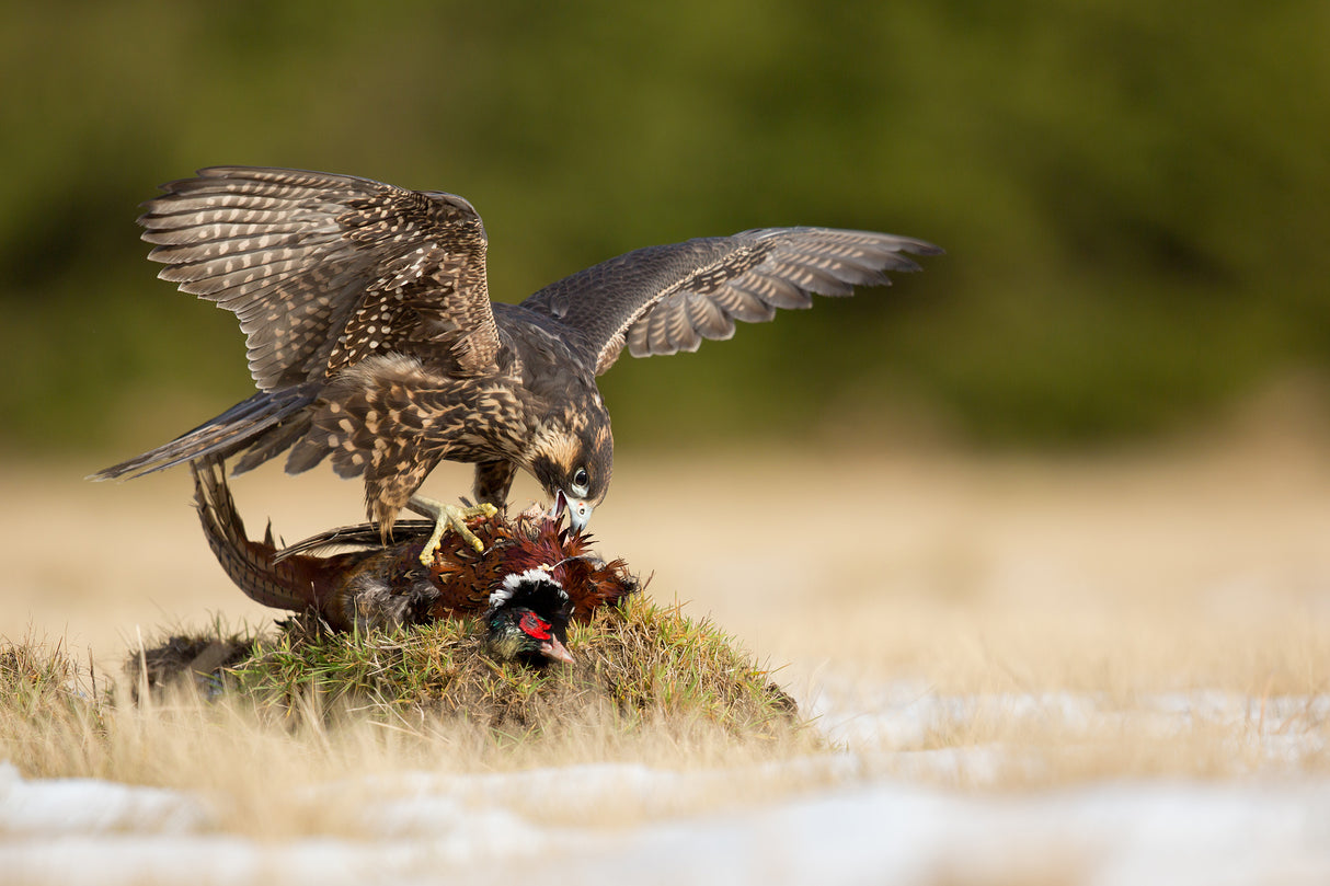 Peregrine Falcon Poster och Canvastavla