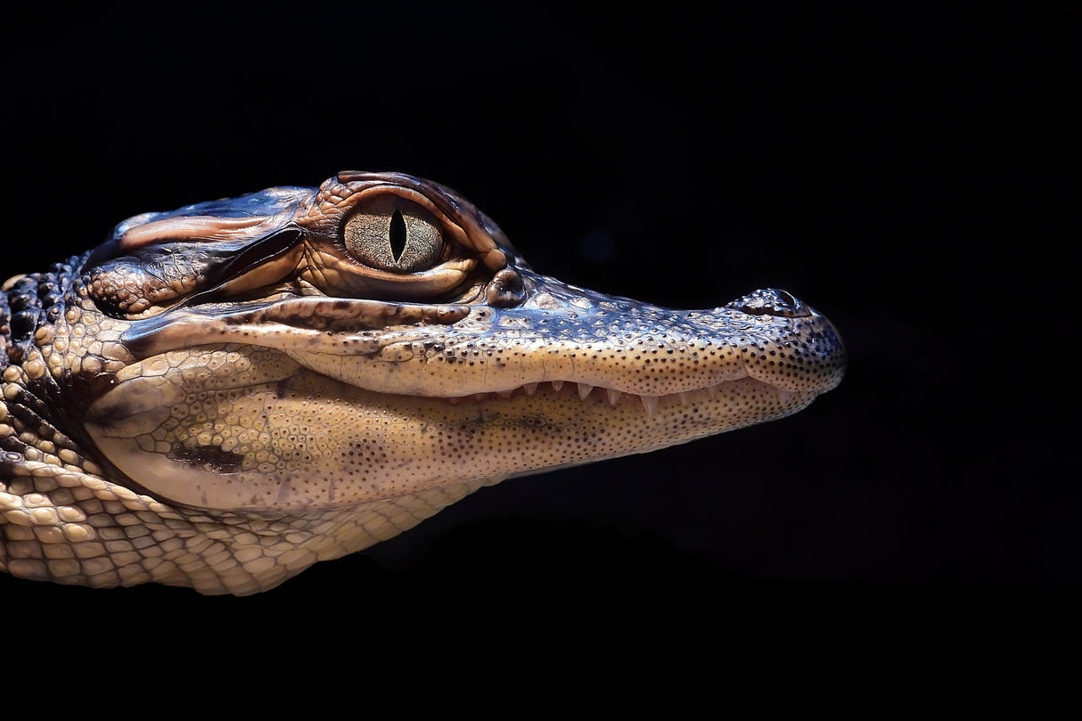 Baby Croc Poster och Canvastavla