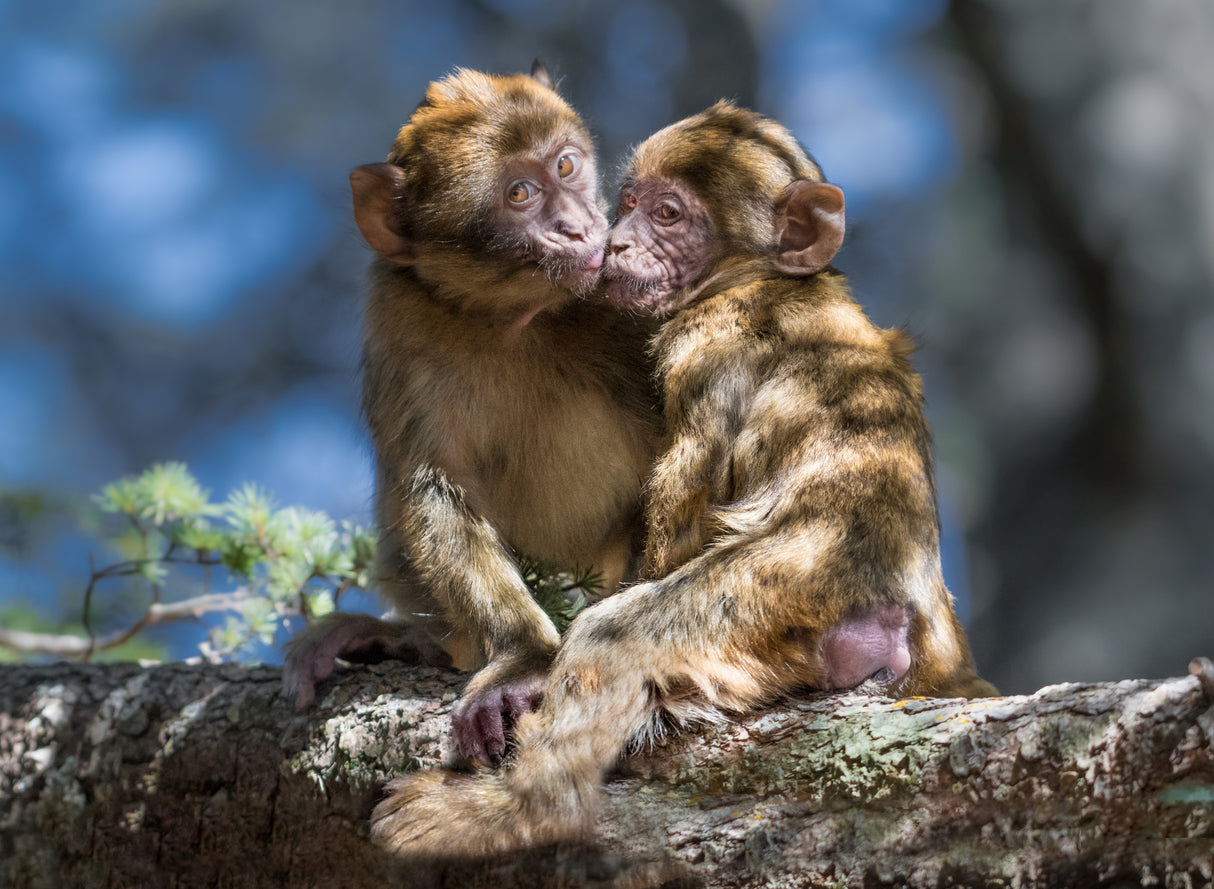 monkey Love Poster och Canvastavla
